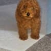 Red Toy Poodle puppies photo 2