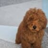 Red Toy Poodle puppies photo 3