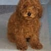 Red Toy Poodle puppies photo 4