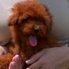 Toy poodle, female puppy photo 1