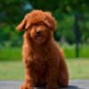Toy poodle, female puppy photo 2