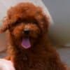 Toy poodle, female puppy photo 3