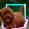Toy poodle, female puppy photo 4