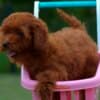 Toy poodle, female puppy photo 5