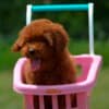 Toy poodle, female puppy photo 6