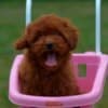 Toy poodle, female puppy photo 7