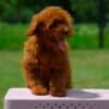 Toy poodle, female puppy photo 8