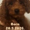 Red TOY POODLES, top litter of champion origin photo 1