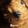 Red TOY POODLES, top litter of champion origin photo 2