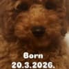 Red TOY POODLES, top litter of champion origin photo 3