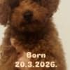 Red TOY POODLES, top litter of champion origin photo 4