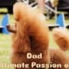 Red TOY POODLES, top litter of champion origin photo 6