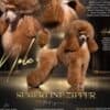 Toy Poodle Puppies photo 1