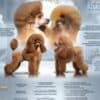 Toy Poodle Puppies photo 2