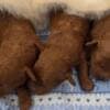 Toy Poodle Puppies photo 3