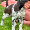 German Shorthaired Pointers, female puppies photo 1