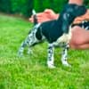 German Shorthaired Pointers, female puppies photo 2