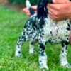 German Shorthaired Pointers, female puppies photo 3