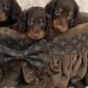 Long-haired dwarf dachshunds in chocolate color photo 1