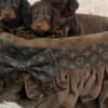 Long-haired dwarf dachshunds in chocolate color photo 2