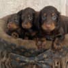 Long-haired dwarf dachshunds in chocolate color photo 3