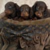 Long-haired dwarf dachshunds in chocolate color photo 4