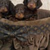 Long-haired dwarf dachshunds in chocolate color photo 5