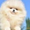 Pomeranian BOO Teddy Bear Puppies | Pomeranian Spitz Puppies photo 1