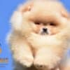 Pomeranian BOO Teddy Bear Puppies | Pomeranian Spitz Puppies photo 3