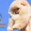 Pomeranian BOO Teddy Bear Puppies | Pomeranian Spitz Puppies photo 4