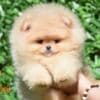 Pomeranian BOO Teddy Bear Puppies | Pomeranian Spitz Puppies photo 5