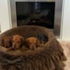 Dwarf Shorthair Dachshunds photo 1