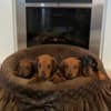 Dwarf Shorthair Dachshunds photo 2