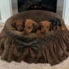 Dwarf Shorthair Dachshunds photo 3