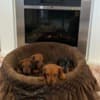 Dwarf Shorthair Dachshunds photo 4