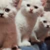 British Shorthair Kittens for Sale photo 1