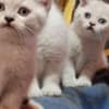 British Shorthair Kittens for Sale photo 2