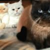 British Shorthair Kittens for Sale photo 3