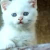 British Shorthair Kittens for Sale photo 4