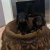 Long haired dwarf dachshunds, superb puppies photo 1