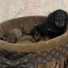 Long haired dwarf dachshunds, superb puppies photo 2
