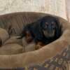 Long haired dwarf dachshunds, superb puppies photo 3