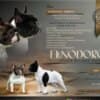 TOP-quality French Bulldogs photo 1