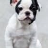 TOP-quality French Bulldogs photo 2