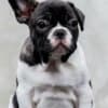 TOP-quality French Bulldogs photo 3