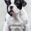 TOP-quality French Bulldogs photo 4