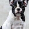 TOP-quality French Bulldogs photo 5