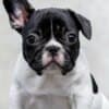 TOP-quality French Bulldogs photo 6