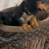 Long-haired merle-colored dwarf dachshunds photo 1