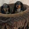 Long-haired merle-colored dwarf dachshunds photo 2
